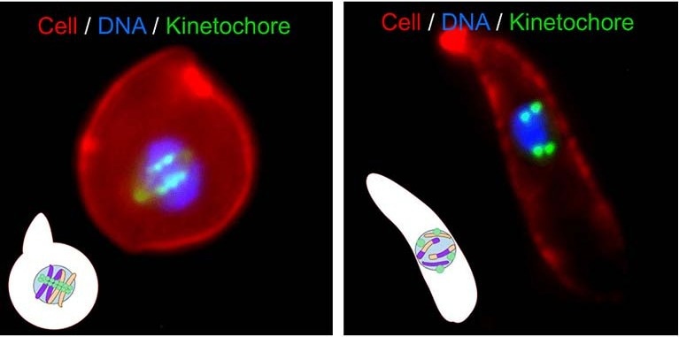 Malaria Parasite’s Meiosis Could Hold the Key to New Treatments