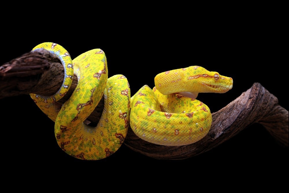 Reptile Conservation Could Benefit From New Range of Cell Lines