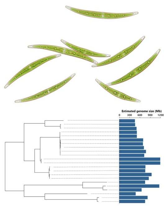 New Discovery Leads to Underlying Factors to Gene Size Variations