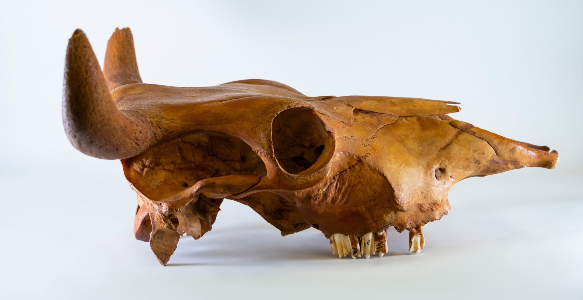Early History of Cattle Ranching in the Americas