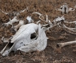Early History of Cattle Ranching in the Americas