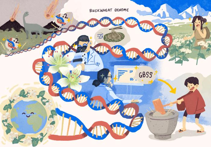 Deciphering Buckwheat’s Genome to Improve Crop Yields