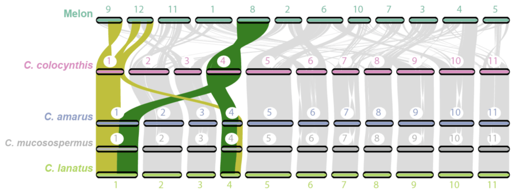 Comprehensive “Super-Pangenome” for Watermelon Displays Potential