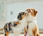 Dogs’ DNA Reveals Insights into Crime Scene Evidence