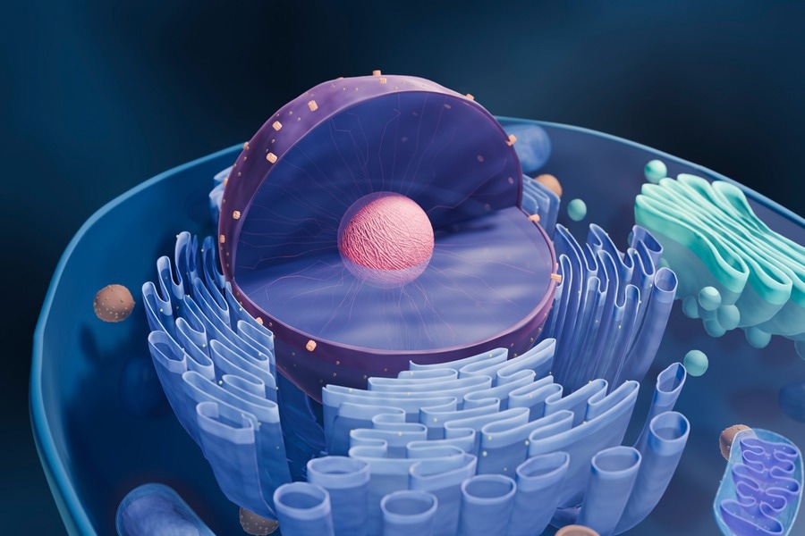Scaffolding Protein Helps in the Creation of Biomolecular Condensate