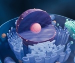 Scaffolding Protein Helps in the Creation of Biomolecular Condensate