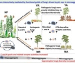 Understanding Early Agroforestry Development in Tropical Regions