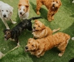 Analyzing Genome Sequencing of 2,000 Canids by the Dog10K Consortium