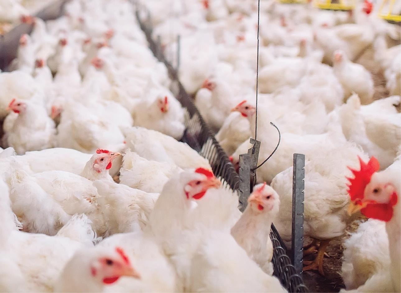 Enhancing Antimicrobial Resistance Surveillance with Big Data on Livestock Farms