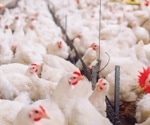 Enhancing Antimicrobial Resistance Surveillance with Big Data on Livestock Farms