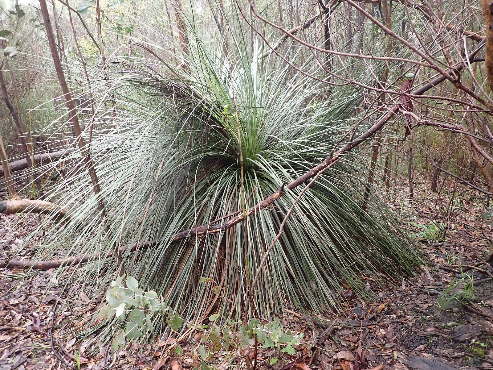 Hard Yacca: Grass Skirts are a Life Saver for Many Animals, but Fire and Disease Threaten Their Survival Hard Yacca: Grass Skirts are a Life Saver for Many Animals, but Fire and Disease Threaten Their Survival