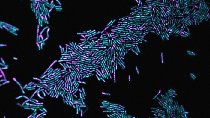 Bacteria’s Method of Moving Goods Throughout Cells