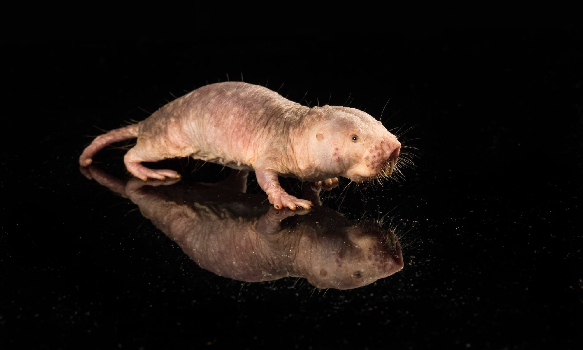Naked Mole Rat Gene Boosts Mouse Health and Longevity