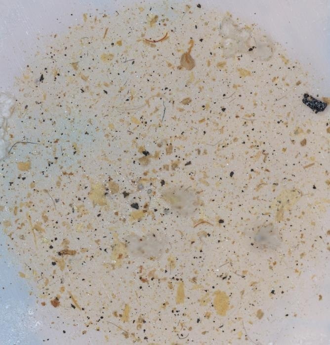 Plastics in Soil Might Make Bacteria More Resistant to Antibiotics