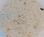 Plastics in Soil Might Make Bacteria More Resistant to Antibiotics