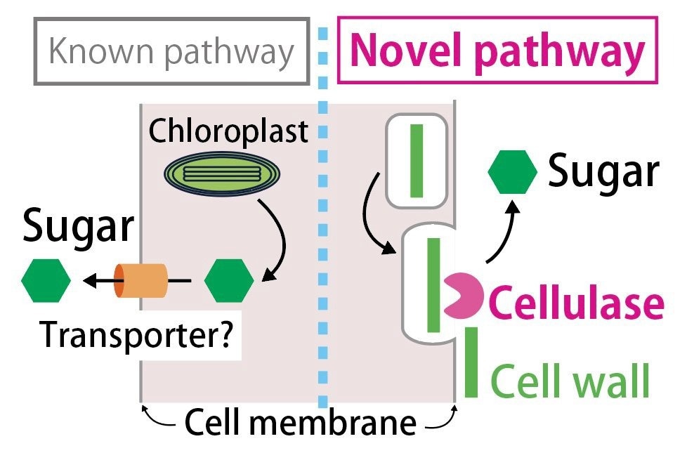 Scientists Identify New Way Algae Transfer Nutrients to Coral Host