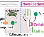 Scientists Identify New Way Algae Transfer Nutrients to Coral Host