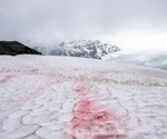 Chytrids May Inhibit Glacier Melting by Parasitizing Snow Algae