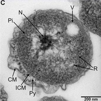 New Strain of Marine Bacteria with Distinct Characteristics