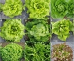 Novel Genotyping Method Reveals New Insights into Lettuce Genomics