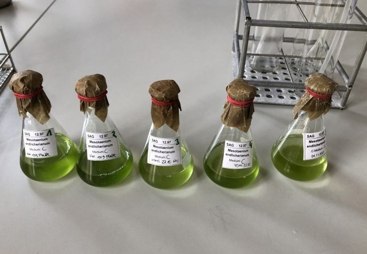 Algae Reveals Plant Development Across 600 Million Years