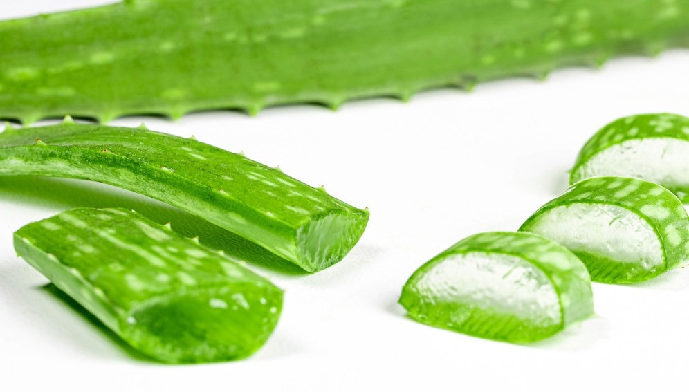 Aloe Vera Peels for Pest Control on Staple Food Crops