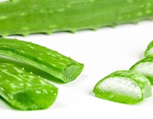 Aloe Vera Peels for Pest Control on Staple Food Crops