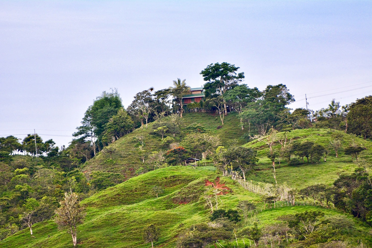 Diversified Farms Can Support Forest-Dependent Bird Populations