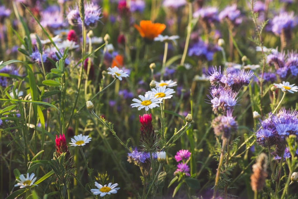 Image Credit: Juergen Bauer Pictures/Shutterstock.com