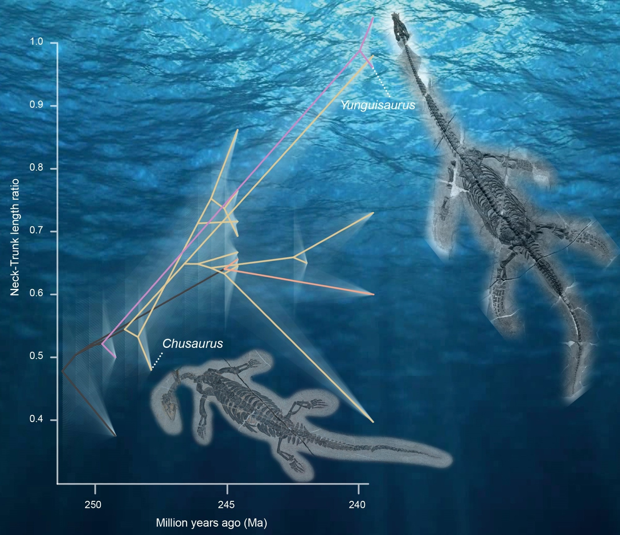 Plesiosaurs Lengthened Their Necks by Incorporating More Vertebrae