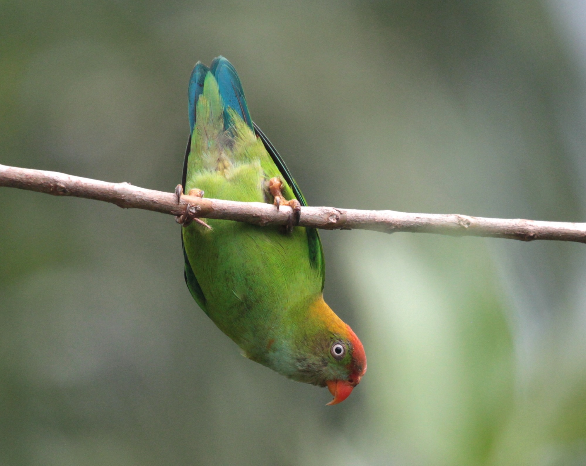 Biodiversity Observations Unveil Universal Pattern of Species Abundances
