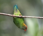 Biodiversity Observations Unveil Universal Pattern of Species Abundances
