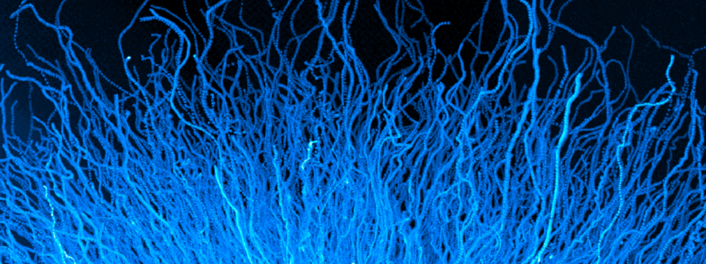 Immune Cells Can Create Their Own Chemical Cues to Navigate