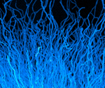 Immune Cells Can Create Their Own Chemical Cues to Navigate
