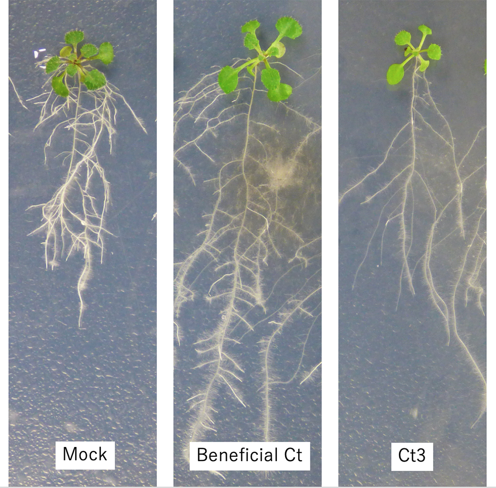 Genetic Cluster Could Switch Bad Fungi Into the Good Guys