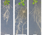 Genetic Cluster Could Switch Bad Fungi Into the Good Guys