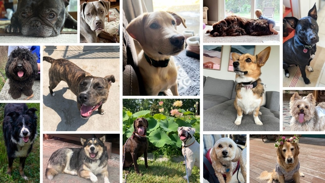 Canine DNA Database Provides Unprecedented Look at Dog Evolution