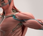 Musashi-2 Protein Plays Key Role in Skeletal Muscle Mass and Metabolism