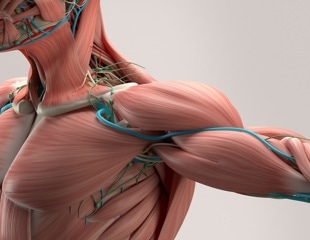 Musashi-2 Protein Plays Key Role in Skeletal Muscle Mass and Metabolism
