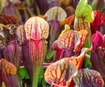 The Role of Peristome Geometry in Carnivorous Pitcher Plant Prey Capture