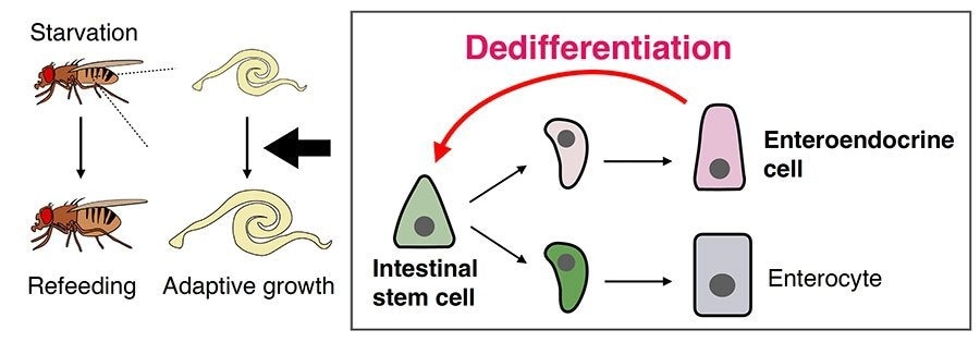 The Intriguing Phenomenon of Cellular Reprogramming