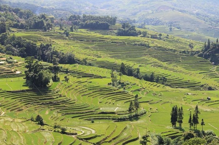 Developing New Way to Engineer Less Susceptible Crop Mixtures