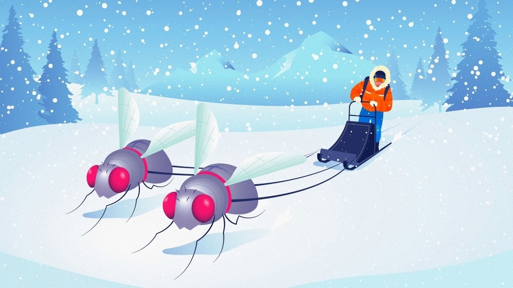 Fruit Fly Study Reveals New Insights into Exercise and Cold Tolerance