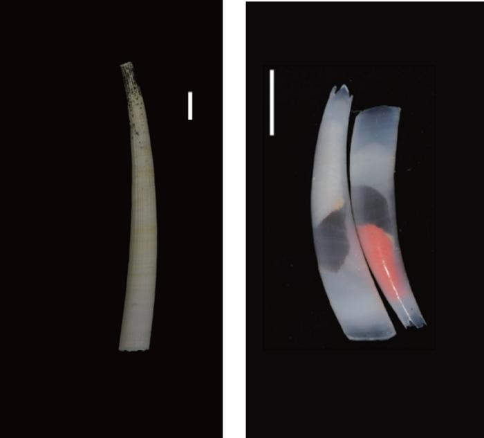 Insights into How the Unique Body Plans of Scaphopods and Bivalves Evolved