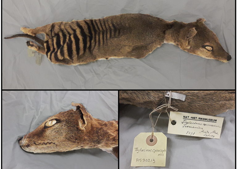 Retrieving RNA from an Extinct Species
