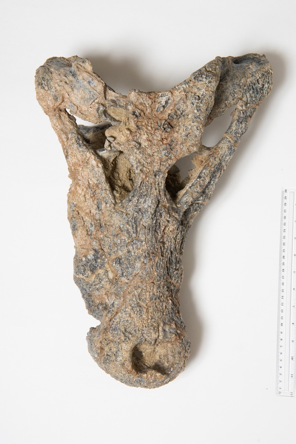 Baru Iylwenpeny, the ‘Skilled Hunter’ Crocodile of Central Australia’s Past