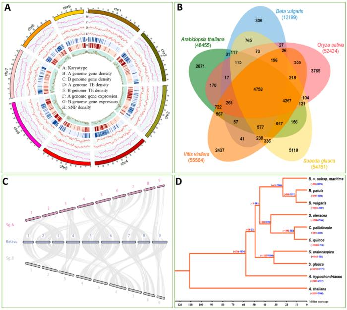New Halophyte Genome Sequence Sheds Light on Salt Tolerance Mechanisms