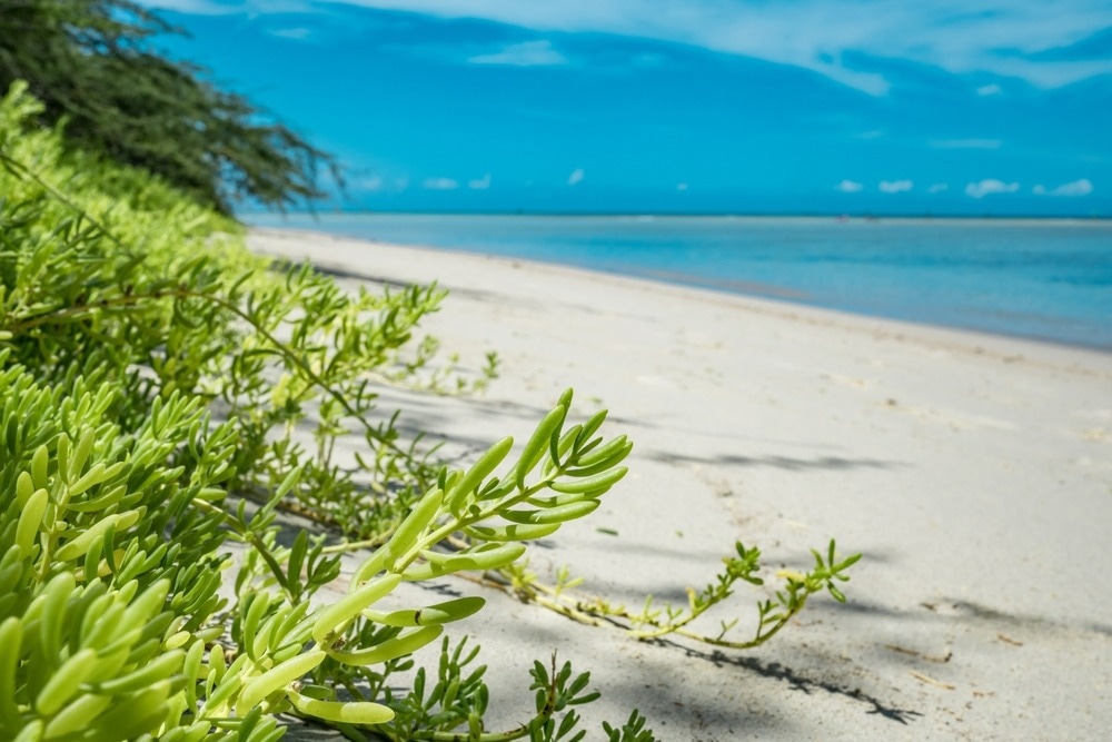 Image Credit: youli zhao/Shutterstock.com