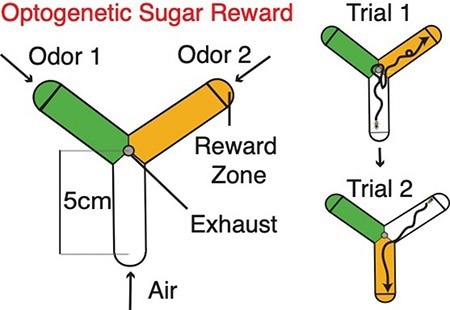 Fruit Flies Show How Brain Reward-Based Decisions Work
