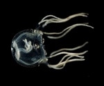 Jellyfish are More Advanced Than Previously Thought